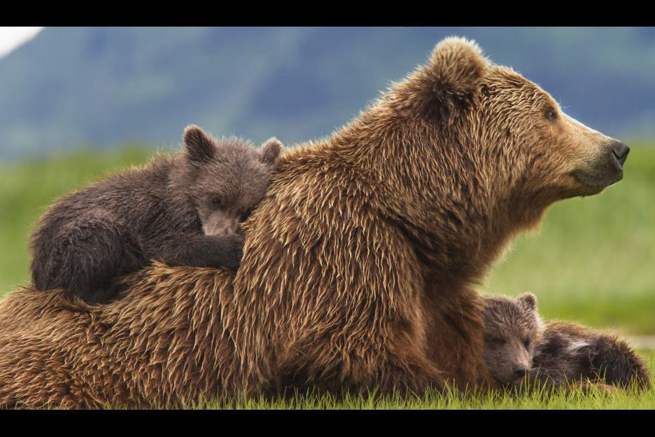 Xem phim Bears Vietsub HD