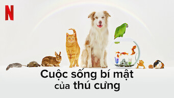 Xem phim Cuộc sống bí mật của thú cưng Vietsub HD