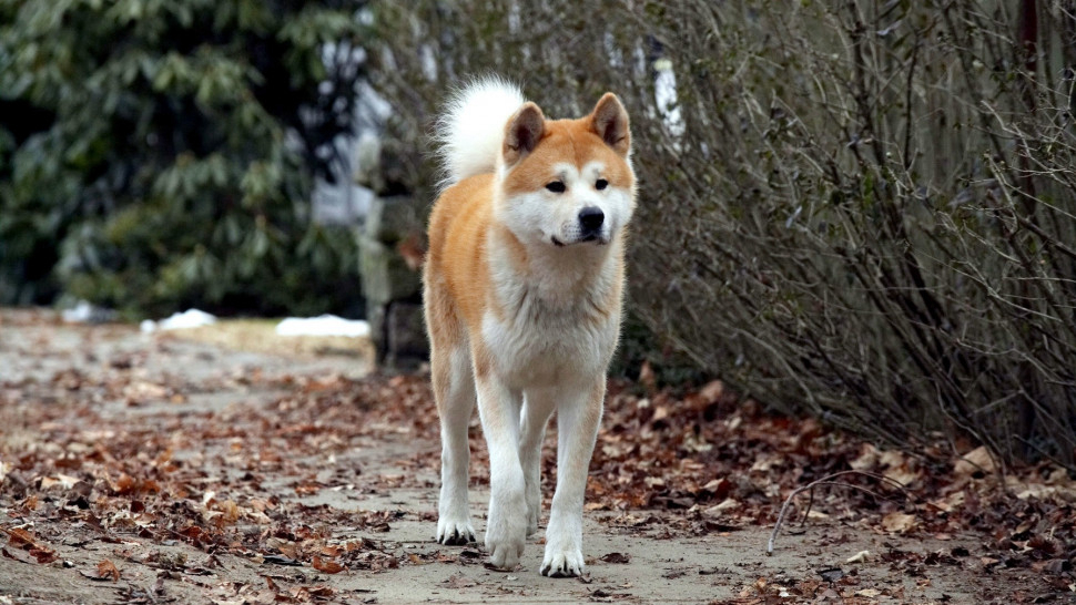 Xem phim Hachi: A Dog's Tale Vietsub HD