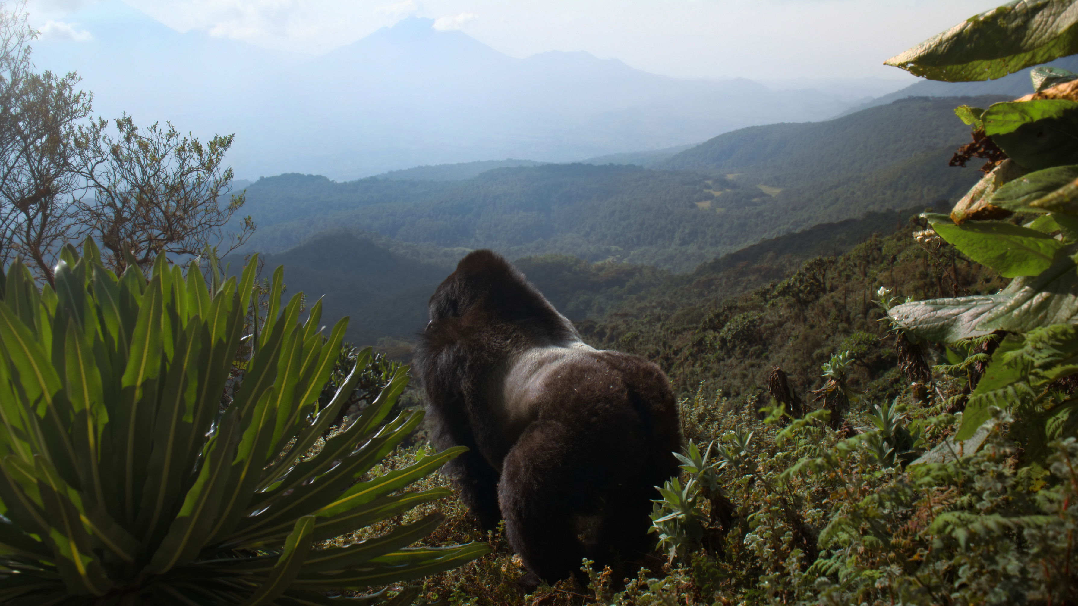 Xem phim Hành Trình Của Khỉ Đột – Qua Giọng Kể David Attenborough Vietsub HD