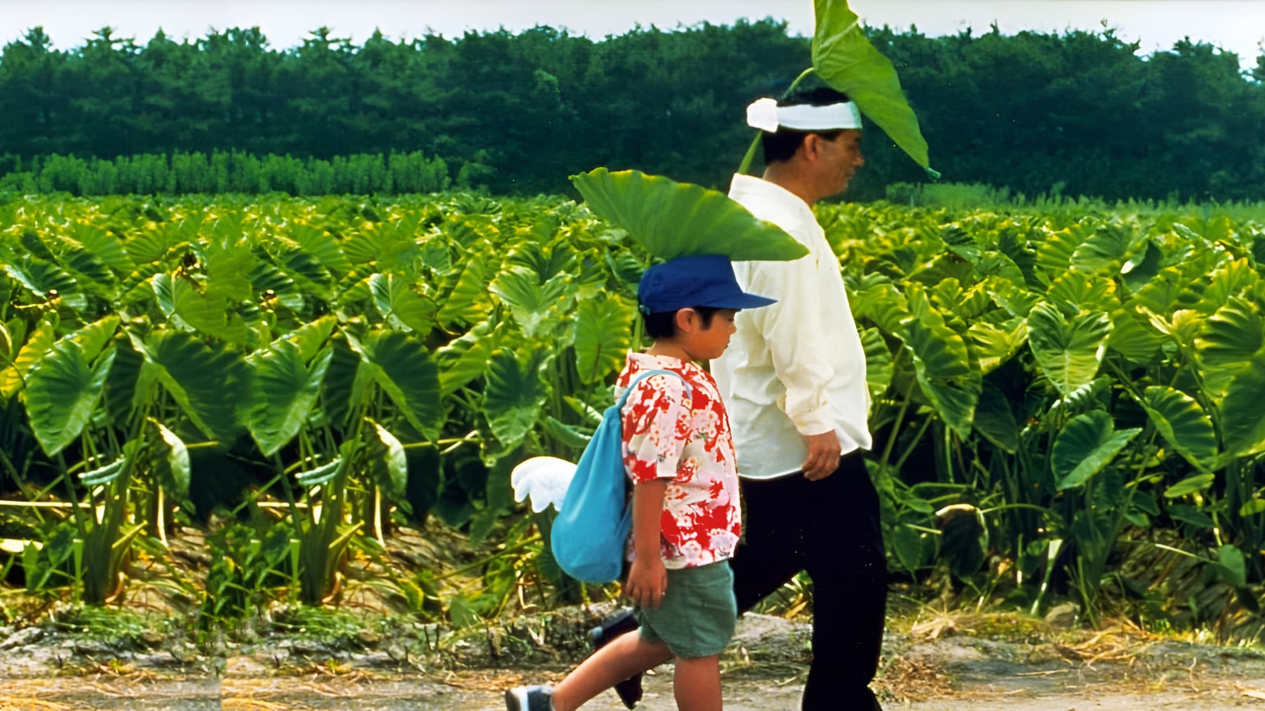 Xem phim Mùa Hè Của Kikujiro Vietsub HD