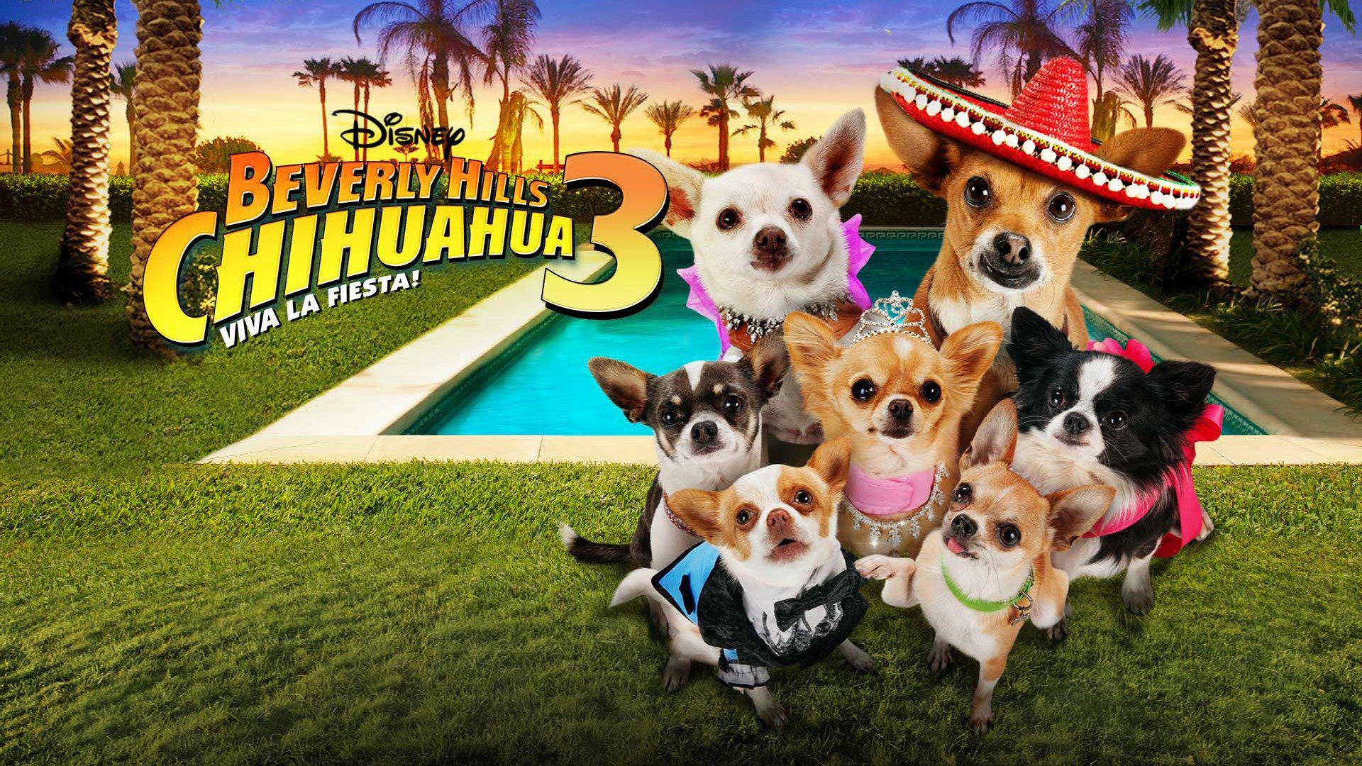 Xem phim Những Chú Chó Chihuahua 3 Vietsub HD
