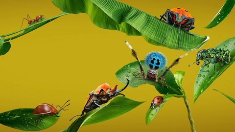 Hình ảnh tập 1 A Real Bug’s Life