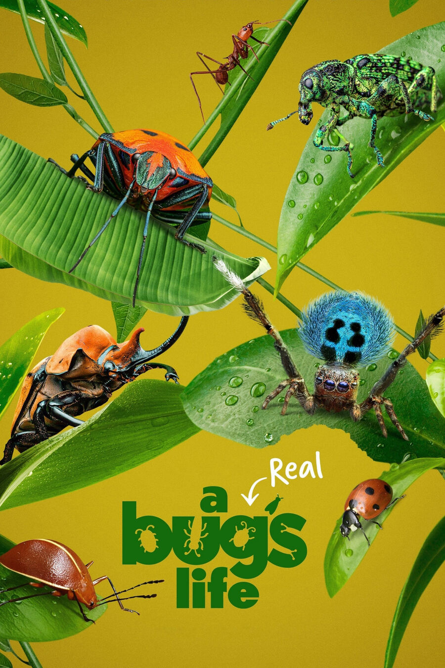 Hình ảnh phim A Real Bug’s Life