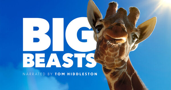Poster phim Big Beasts