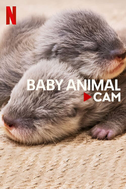 Tập 1 phim Động vật bé cưng trên camera