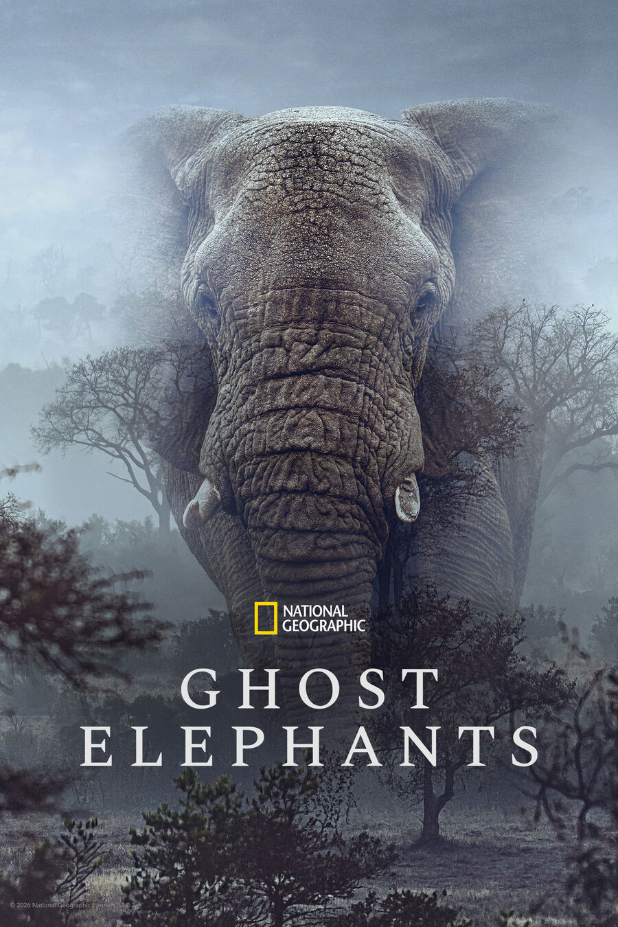 Hình ảnh phim Ghost Elephants