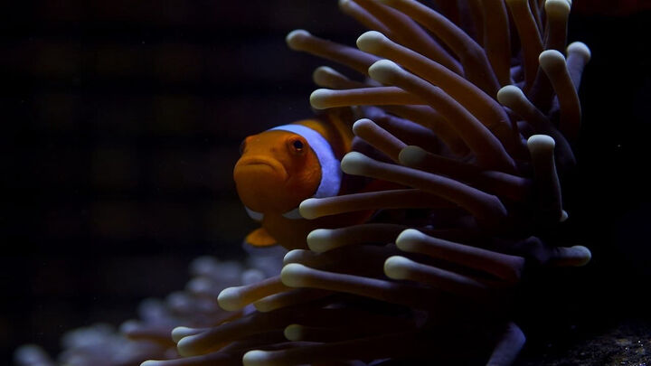 Tập 2 phim Great Barrier Reef