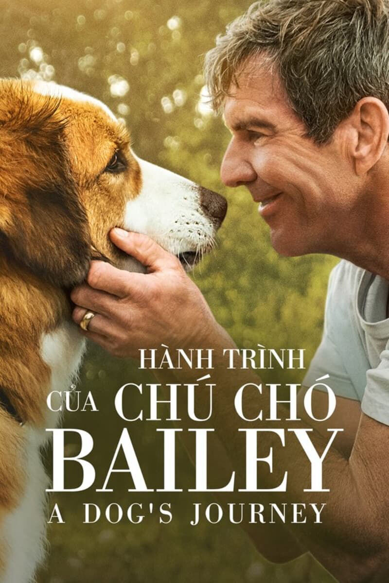 Hình ảnh phim Hành Trình Của Chú Chó Bailey