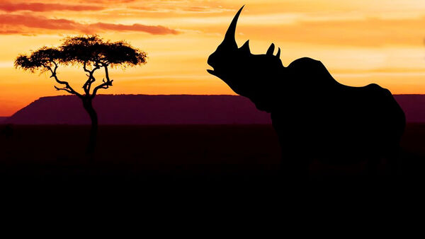 Poster phim Khu Bảo Tồn Ol Pejeta Châu Phi (Phần 2)