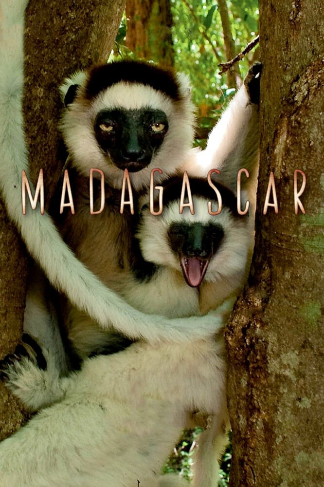 Hình ảnh phim Madagascar 2011
