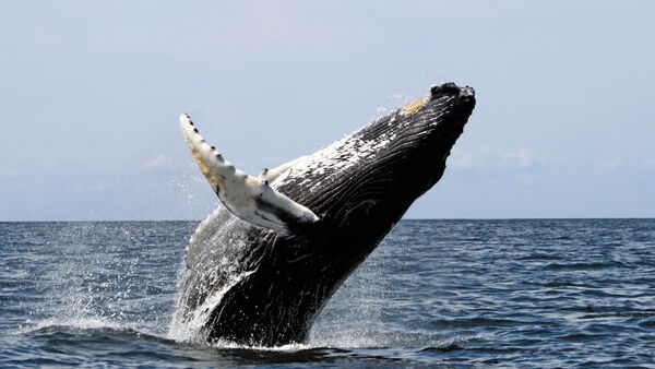 Poster phim Ocean Giants