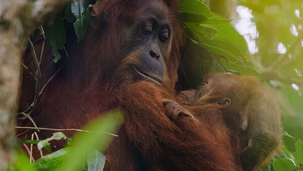 Poster phim Orangutan