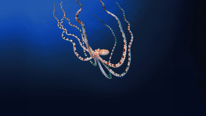 Tập 2 phim Secrets of the Octopus