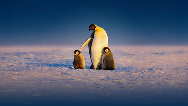 Poster phim Secrets of the Penguins