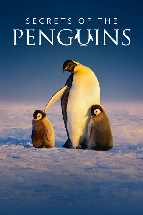 Hình ảnh tập 2 Secrets of the Penguins