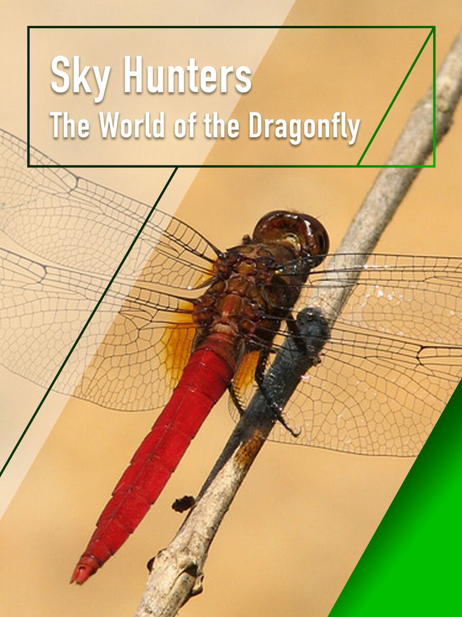 Hình ảnh phim Sky Hunters – The World of Dragonfly