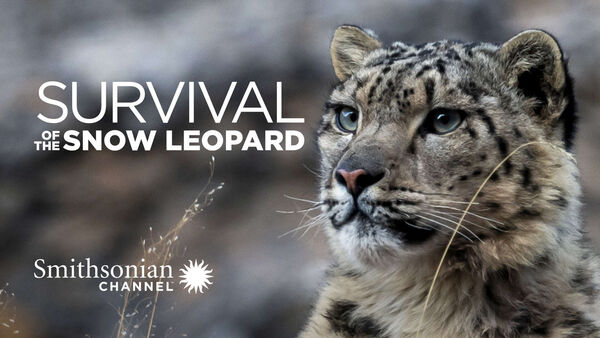 Poster phim Survival Of The Snow Leopard