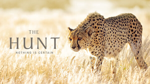 Poster phim The Hunt