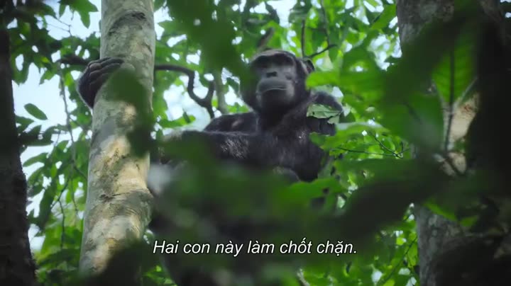 Tập 1 phim Động vật (Phần 2)