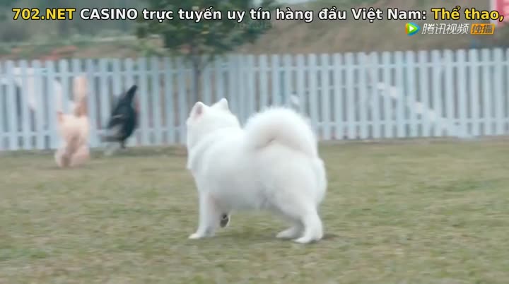 Hình ảnh tập 12 Cầu Hôn Đại Tác Chiến