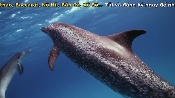 Tập 4 phim Nghệ thuật của tự nhiên (Phần 2)