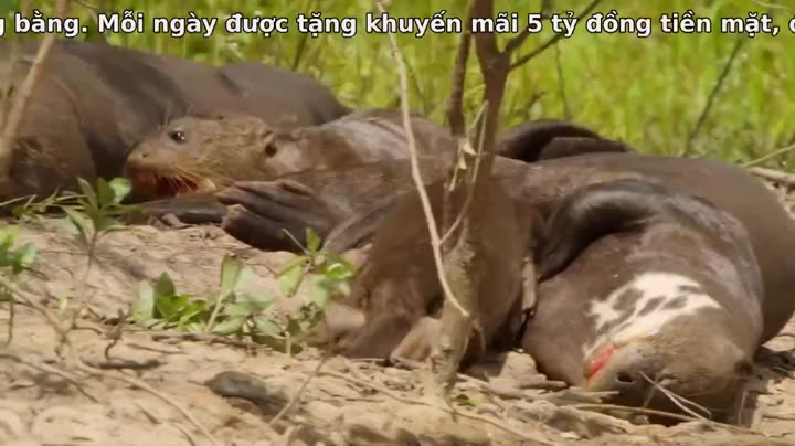 Tập 3 phim Thiên Nhiên Brazil Hoang Dã