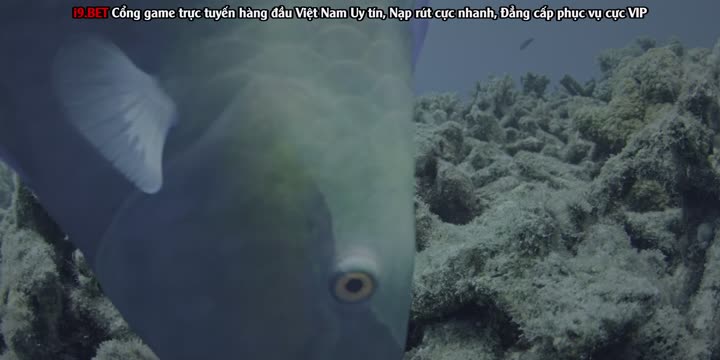 Tập 4 phim Jane (Phần 2)