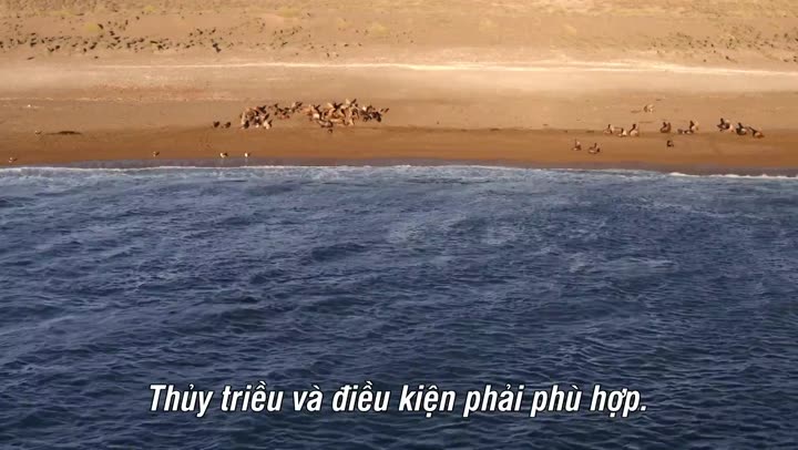 Hình ảnh tập 1 Bí Ẩn Của Loài Cá Voi